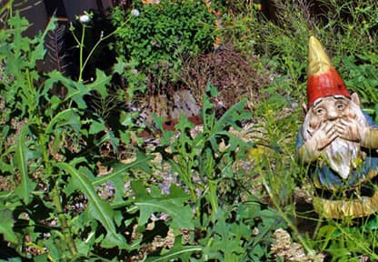 blog-Risks-from-Growing-Like-Weeds